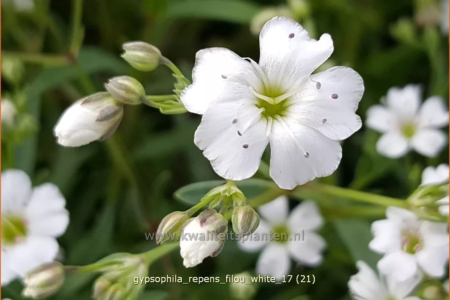 Gypsophila repens 'Filou White'
