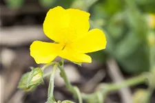 Helianthemum nummularium 'Sterntaler'