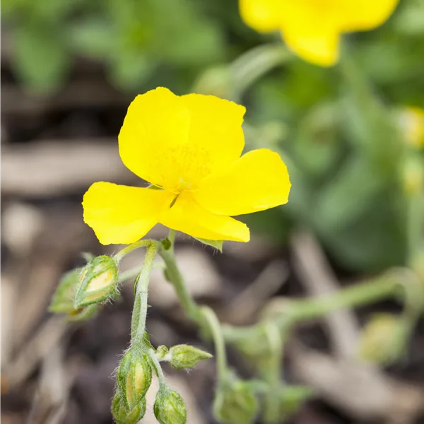Helianthemum nummularium 'Sterntaler'