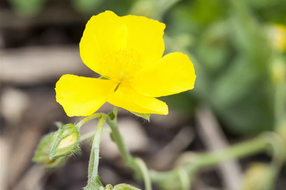 Helianthemum nummularium 'Sterntaler'