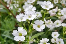 Gypsophila repens 'Filou White'