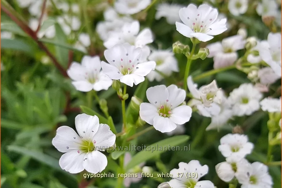 Gypsophila repens 'Filou White'