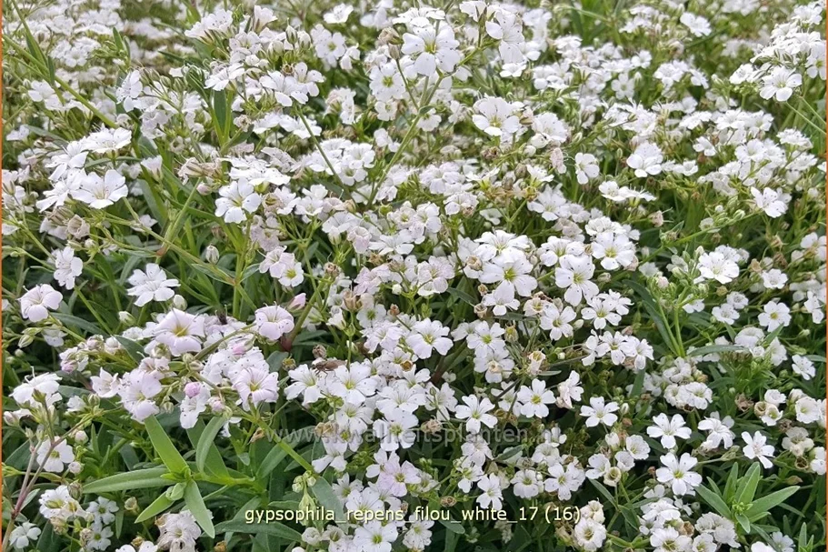 Gypsophila repens 'Filou White'