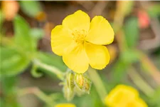 Helianthemum nummularium 'Sterntaler'
