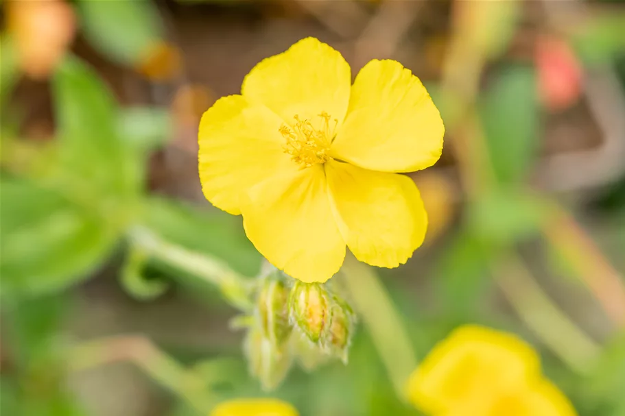 Helianthemum nummularium 'Sterntaler'