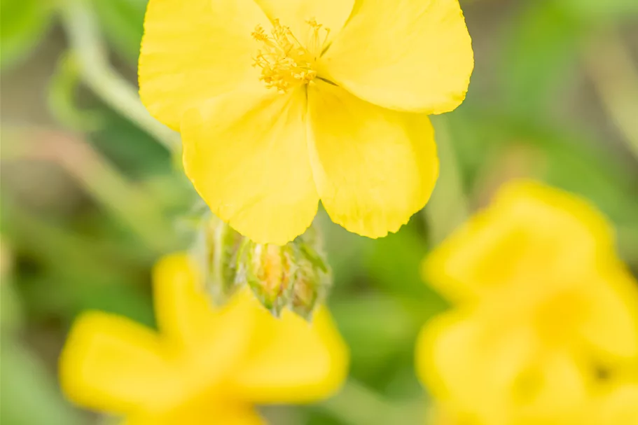 Helianthemum nummularium 'Sterntaler'