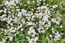 Gypsophila repens 'Filou White'