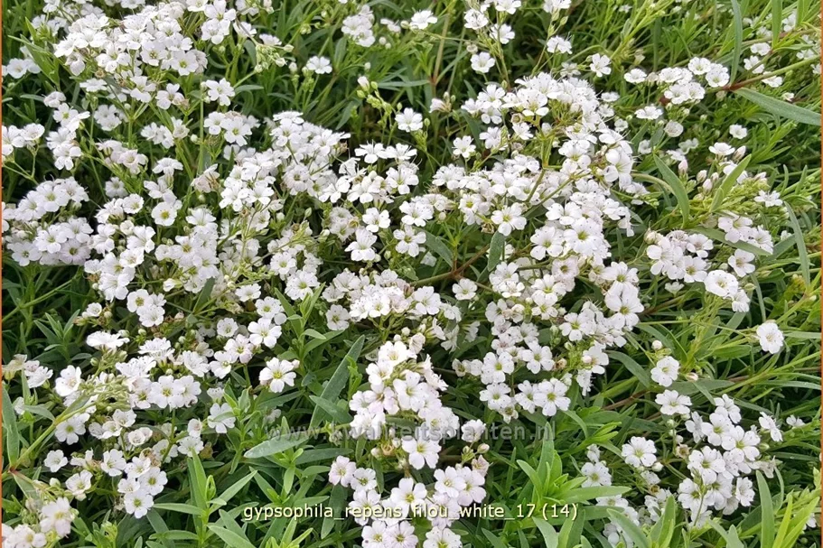 Gypsophila repens 'Filou White'