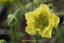 Geum 'Banana Daiquiri'