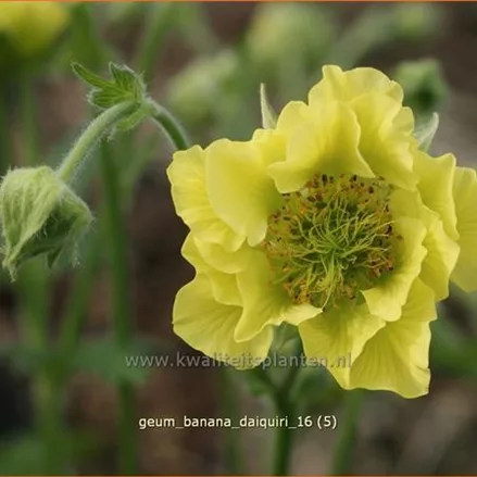 Geum 'Banana Daiquiri'