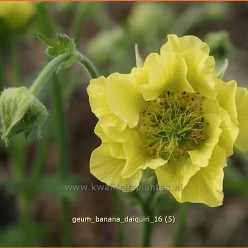 Geum 'Banana Daiquiri'