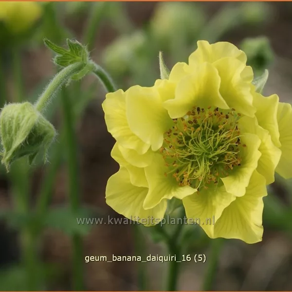 Geum 'Banana Daiquiri'