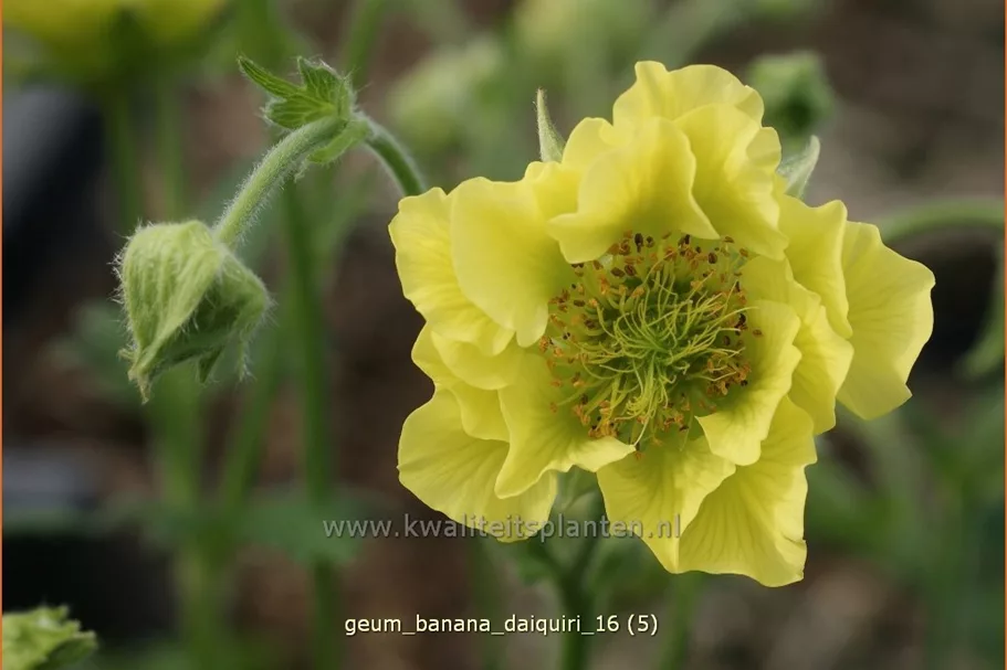 Geum 'Banana Daiquiri'