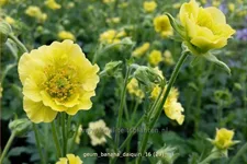 Geum 'Banana Daiquiri'
