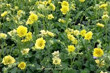 Geum 'Banana Daiquiri'