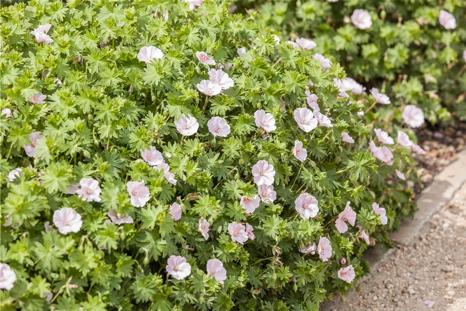 Geranium sanguineum 'Apfelblüte'