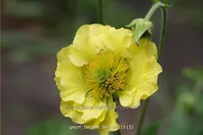 Geum 'Banana Daiquiri'