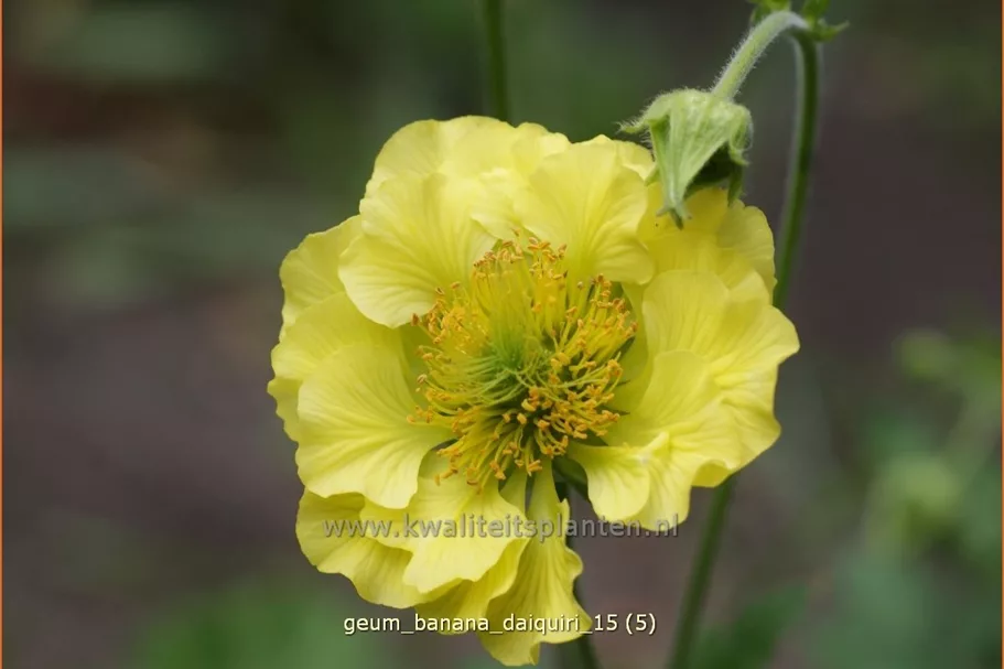 Geum 'Banana Daiquiri'