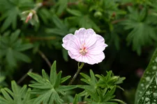 Geranium sanguineum 'Apfelblüte'