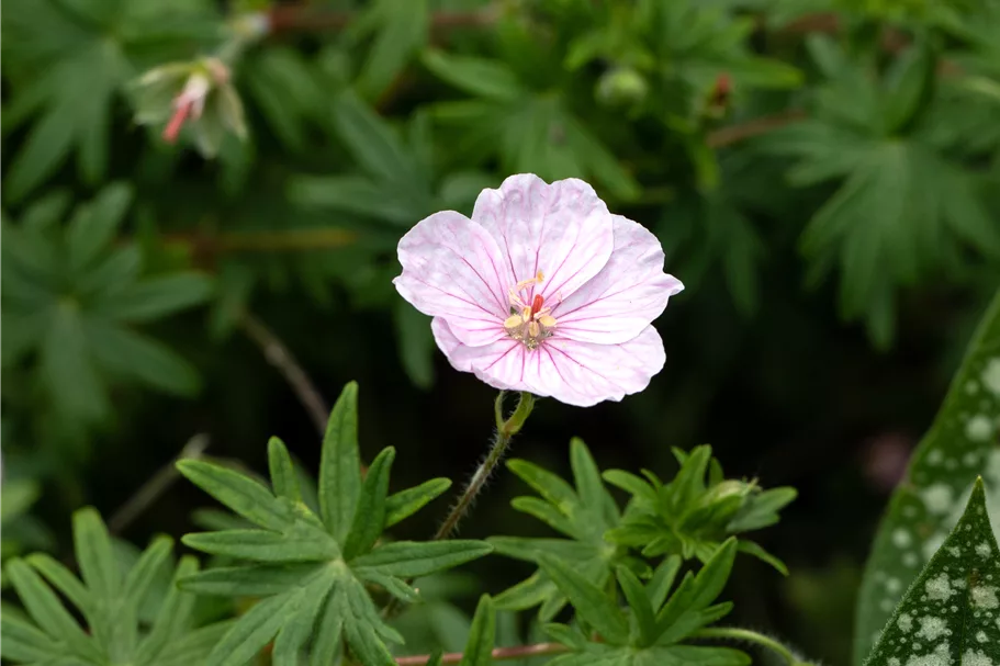 Geranium sanguineum 'Apfelblüte'