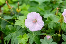 Geranium sanguineum 'Apfelblüte'