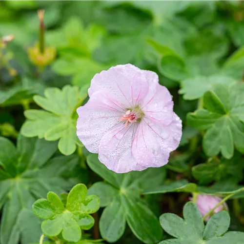 Geranium sanguineum 'Apfelblüte'