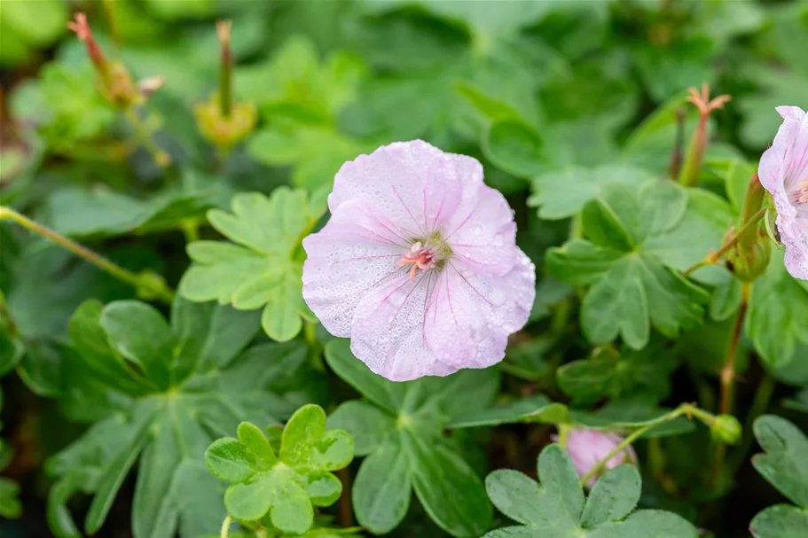 Geranium sanguineum 'Apfelblüte'