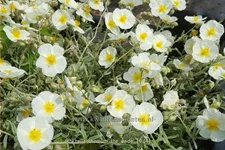 Helianthemum 'The Bride'