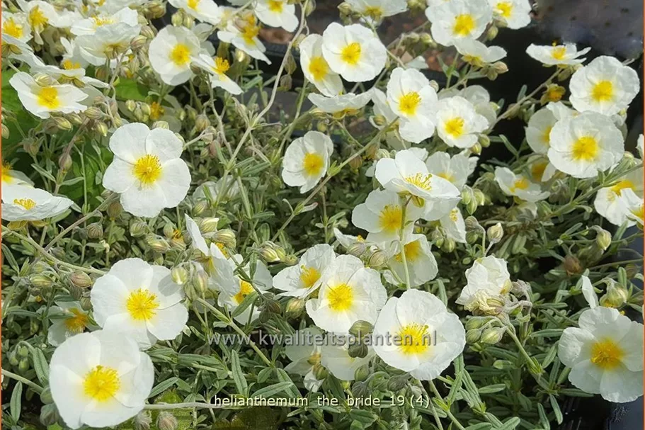 Helianthemum 'The Bride'