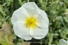 Helianthemum 'The Bride'