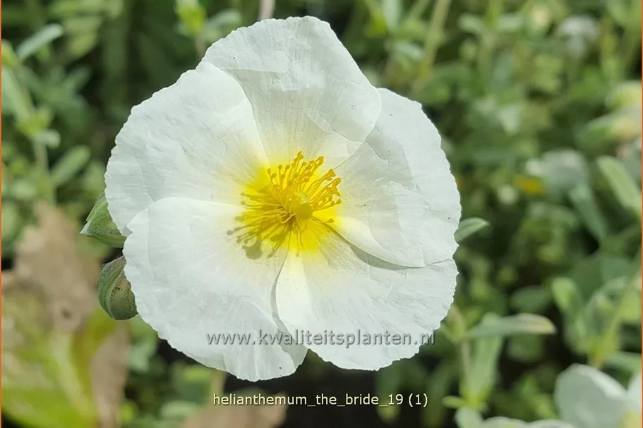 Helianthemum 'The Bride'
