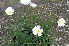 Helianthemum 'The Bride'