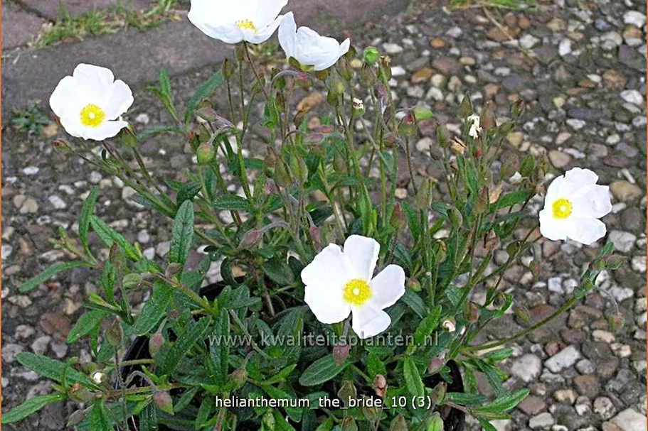 Helianthemum 'The Bride'