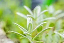 Helianthemum 'The Bride'