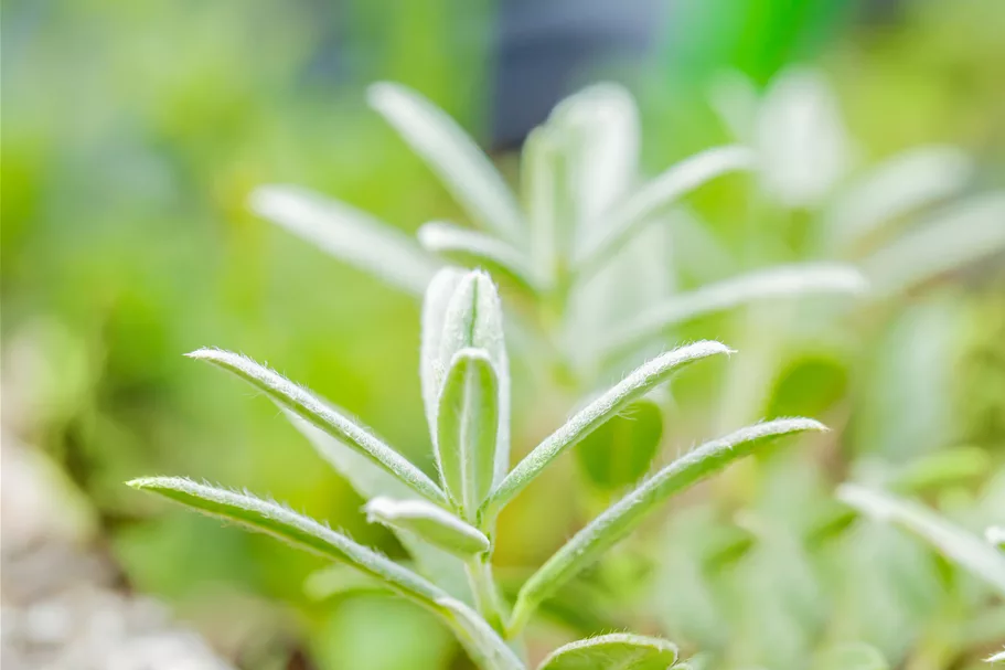 Helianthemum 'The Bride'