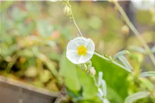 Helianthemum 'The Bride'