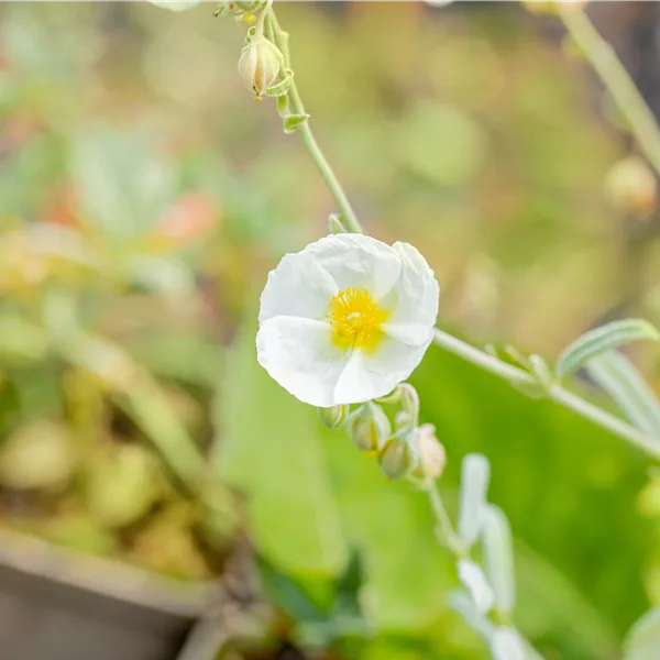 Helianthemum 'The Bride'