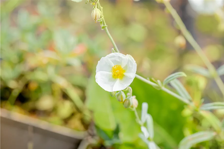 Helianthemum 'The Bride'
