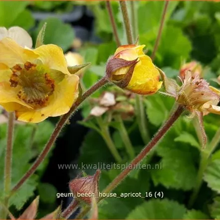 Geum rivale 'Beech House Apricot'
