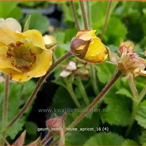 Geum rivale 'Beech House Apricot'