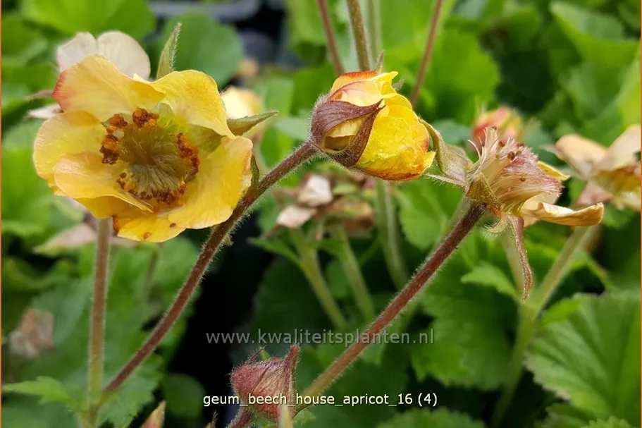 Geum rivale 'Beech House Apricot'