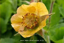 Geum rivale 'Beech House Apricot'