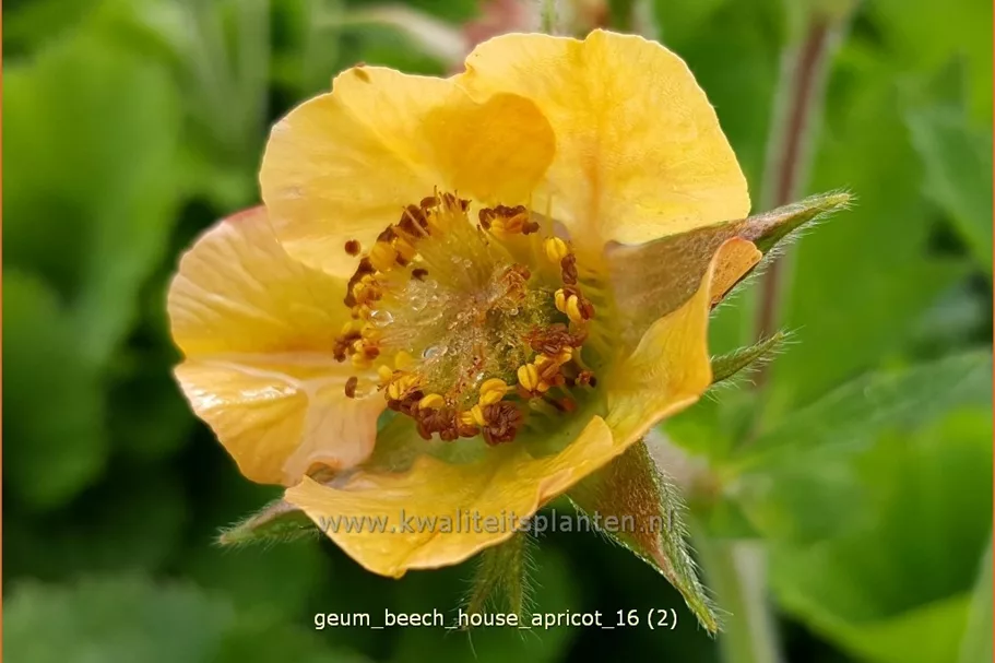 Geum rivale 'Beech House Apricot'