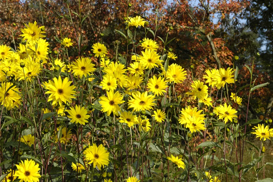 Helianthus atrorubens