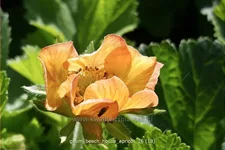 Geum rivale 'Beech House Apricot'