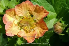 Geum rivale 'Beech House Apricot'