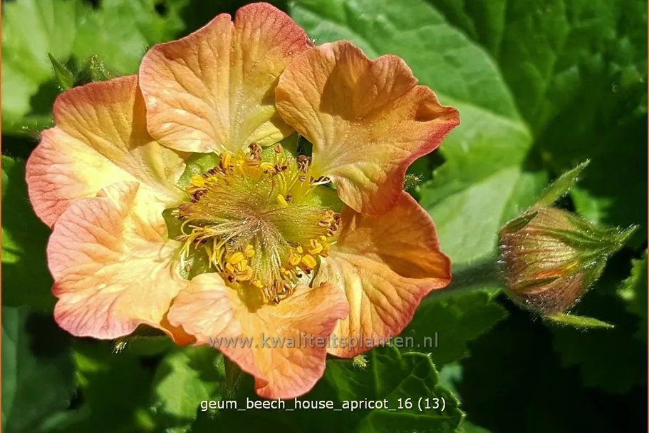 Geum rivale 'Beech House Apricot'