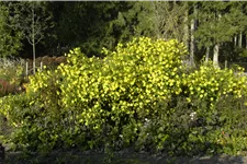 Helianthus atrorubens