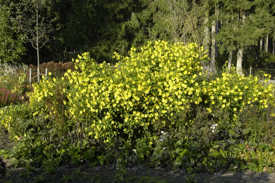 Helianthus atrorubens