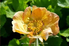 Geum rivale 'Beech House Apricot'